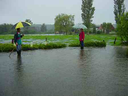 Overstroming Laagland en Het Leeg 24 Augustus 2002 - weiland