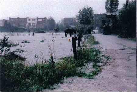 Paarden in een overstroomde wei in Het Leeg