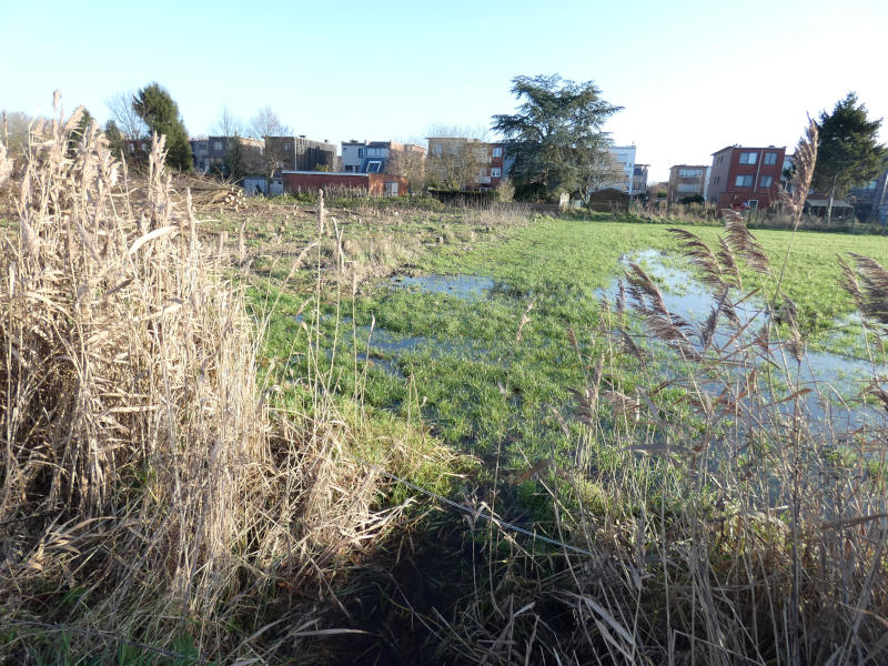 Grondwater staat op 15 december 2019 tot aan het maaiveld bij rietveld tussen de Tomermaat en Het Leeg - met zicht op de Tomermaat