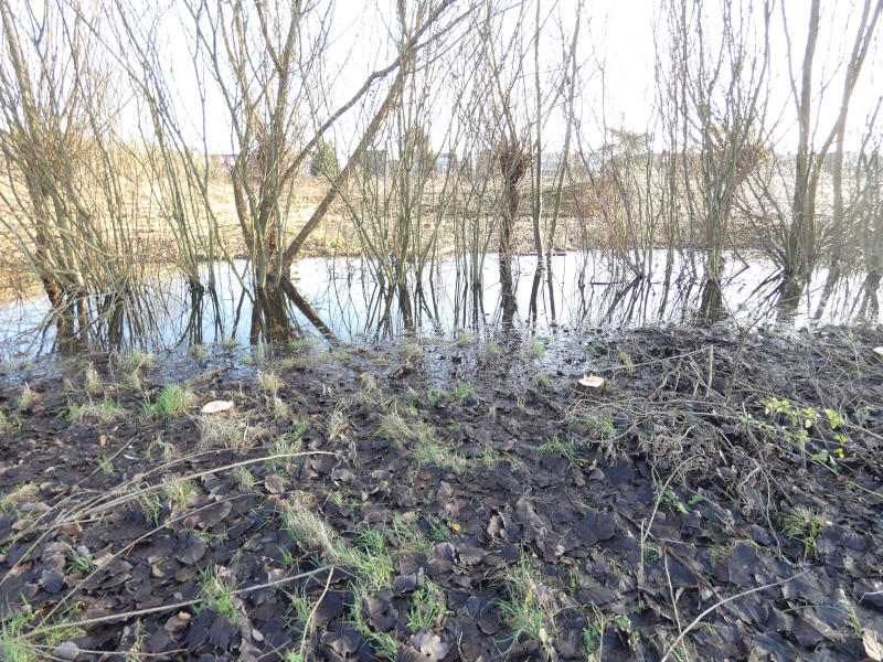 Grondwater staat op 15 december 2019 tot aan het maaiveld tussen de Tomermaat en Het Leeg aan de knotwilghaag