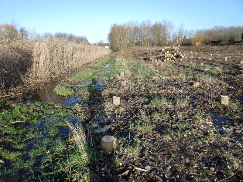 Grondwater staat op 15 december 2019 tot aan het maaiveld bij rietveld tussen de Tomermaat en Het Leeg - met zicht op de Beemdenstraat